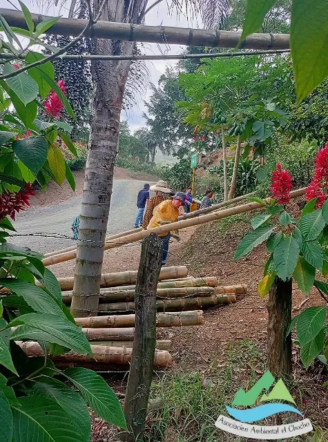 Guaduas cortadas apiladas al borde de un camino rural mientras un voluntario carga otra.