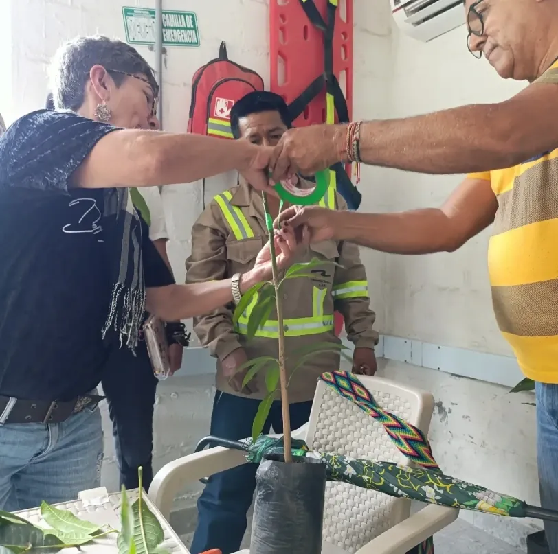 Tres personas aseguran con cinta un injerto en el tallo de una plántula.