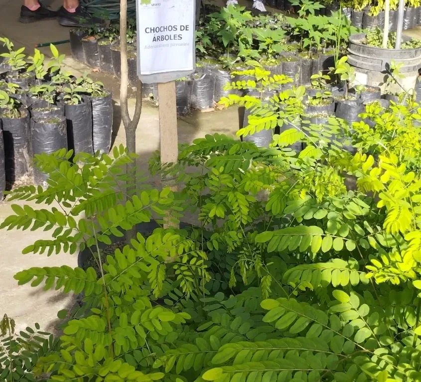 Plántulas en bolsas negras ordenadas en el vivero junto a un letrero de identificación de especie.